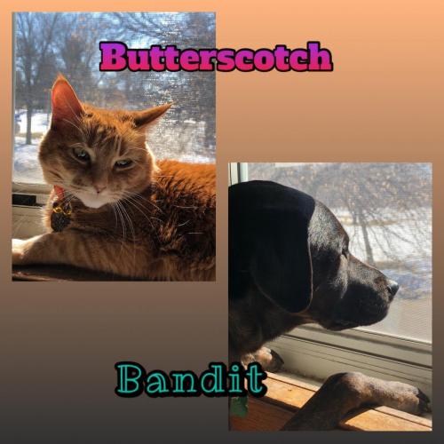 Susan Bright | Butterscotch and Bandit 