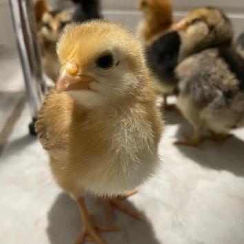 Jill Rubin | Baby Chicks 